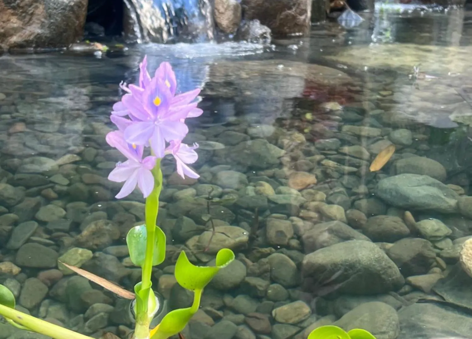 Jardin Al Bosque-Glamping Hotell San Juan